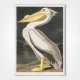 American White Pelican poster - John J Audubon Birds of America Plate 311